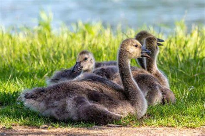 A Look Into The Goslings: Ryan Gosling's Siblings