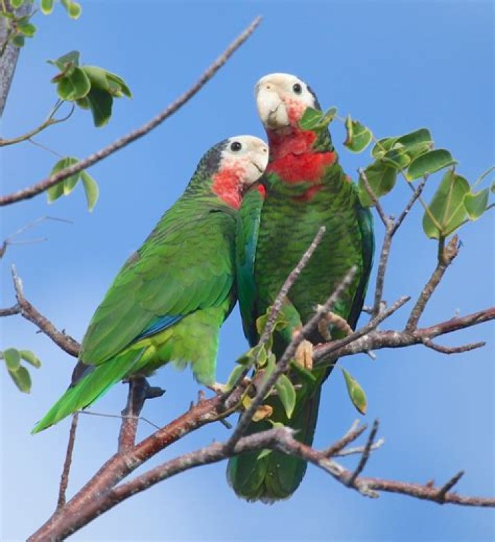 The Essential Guide To Abacco Parrots: Care, Diet, And More