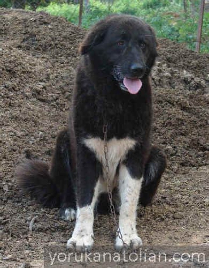 Anatolian Shepherd Black: The Majestic Guardian