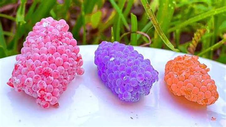 Eradicate Apple Snails: A Comprehensive Guide To Egg Crushing