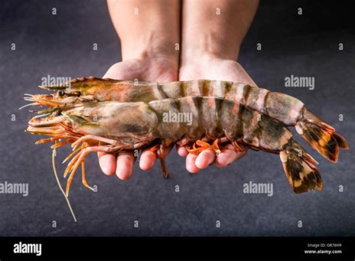 Discover The Majestic Giant Prawn Shrimp: A Culinary Delight