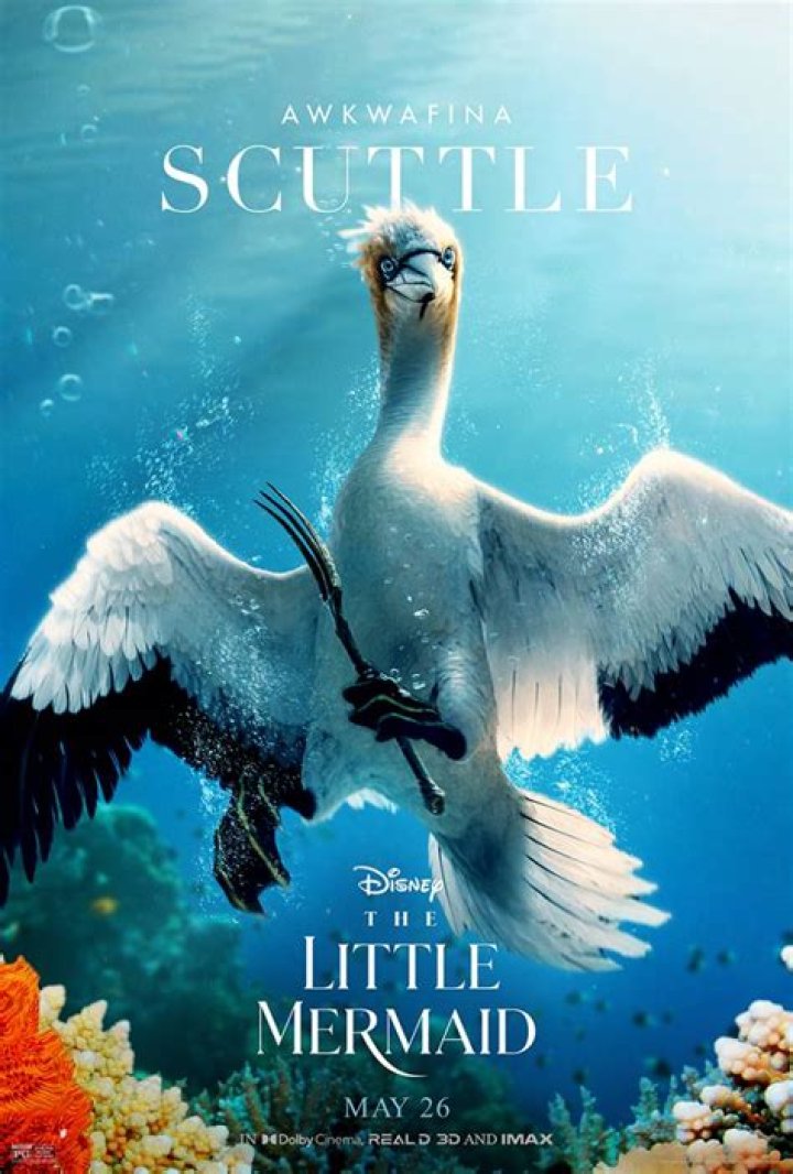 Discover The Underwater World Of Birds: A Little Mermaid's Perspective