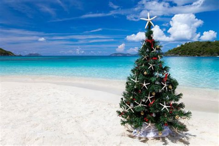 Discover The Enchanting Caribbean Christmas Tree: A Festive Symbol Of Island Cheer