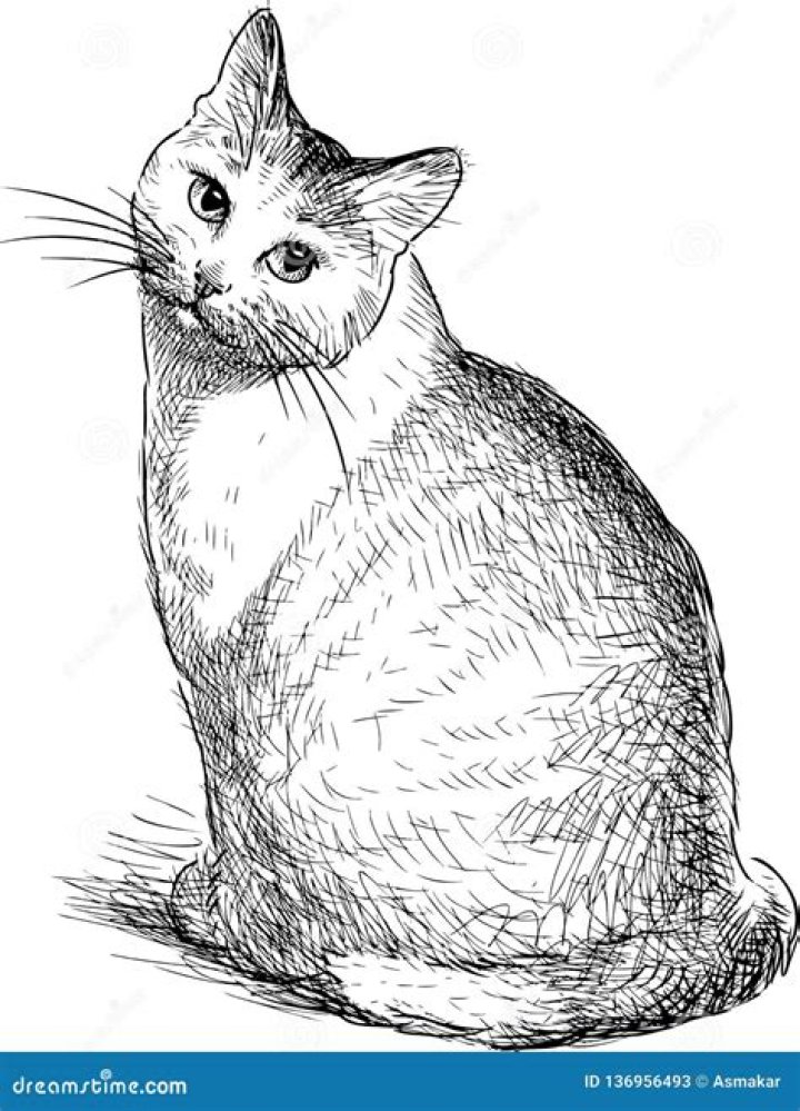 Masterful Cat Sketch: Capturing The Grace Of A Seated Feline