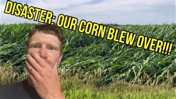 The Aftermath Of Blown Over Cornfields: Devastation And Recovery