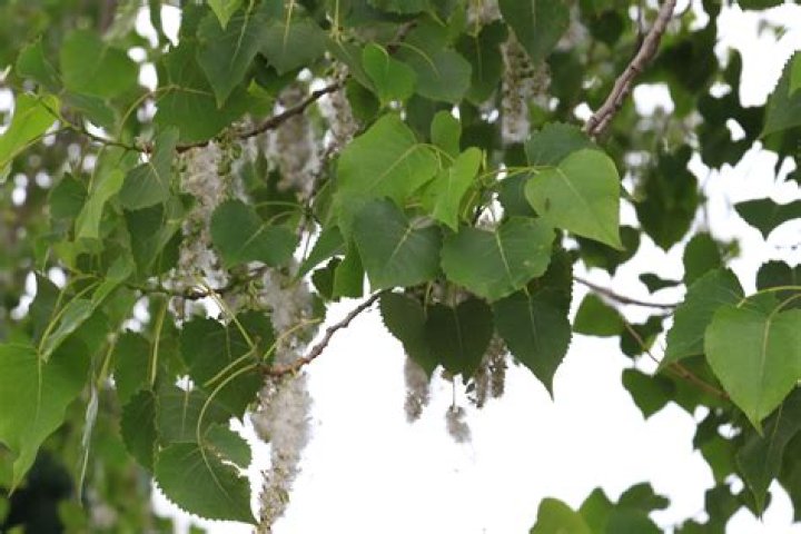 Distinctive Features Of Idaho Cottonwood Trees: Identification And Characteristics