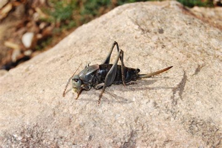 The Ultimate Guide To Crickets In Montana
