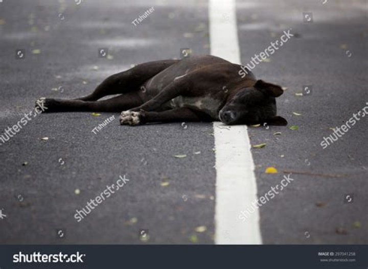 The Mysterious Death Of A Beloved Black Dog