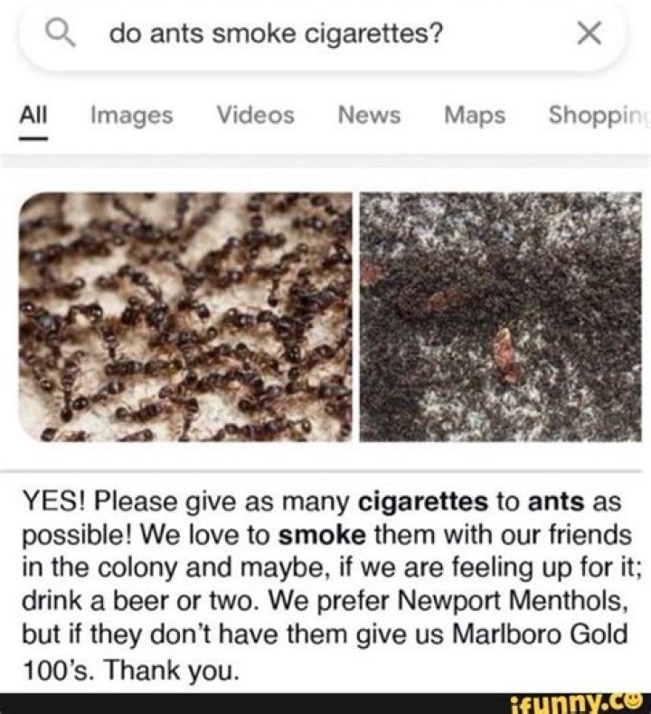 Curious Queries: Do Ants Smoke Cigarettes?