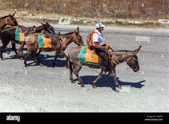 The Ultimate Guide To Donkey Driving: Master The Art Of Animal Transportation