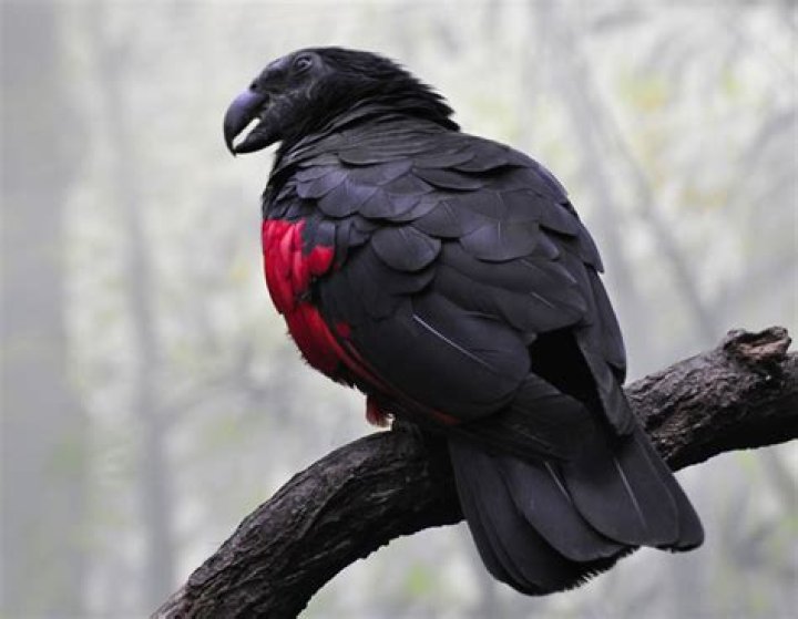 Find Your Perfect Dracula Parrot: Available For Sale Today