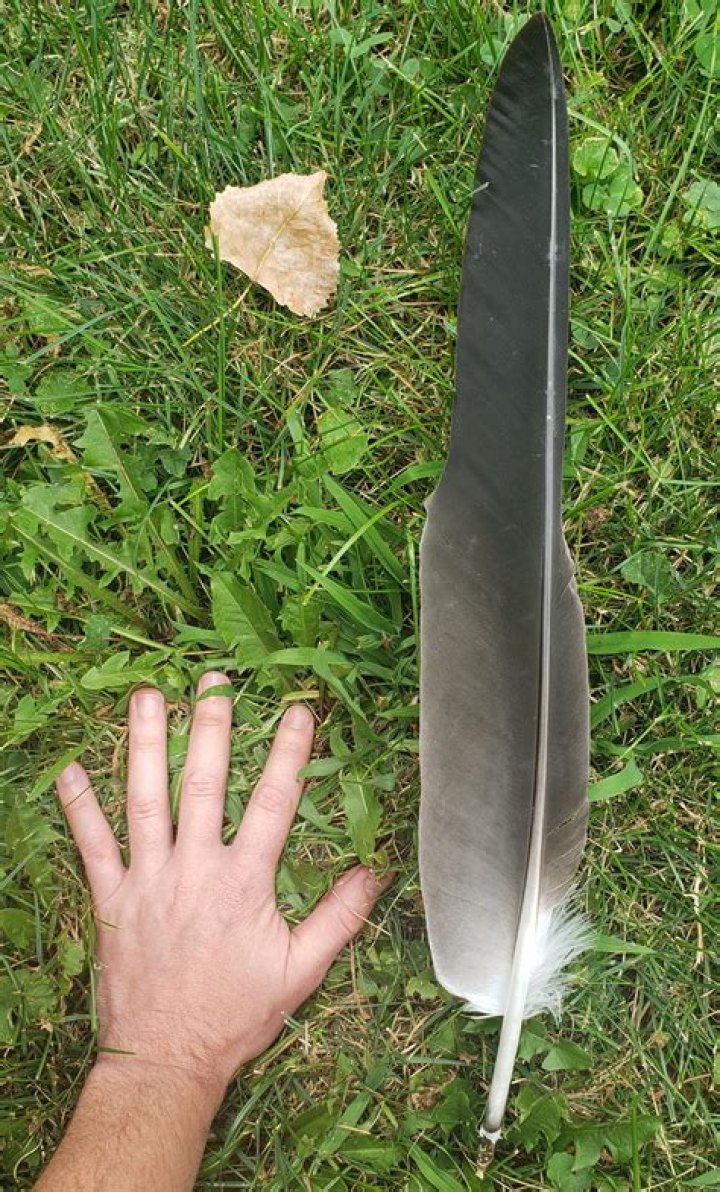 Comprehensive Guide: Sizing Up The Majestic Eagle Feather
