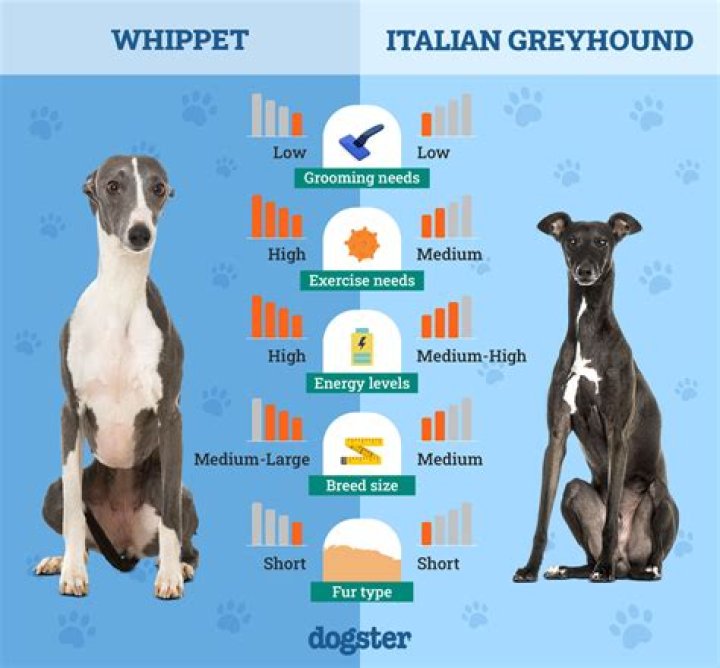 Everything You Need To Know About Whippets: A Guide To Safety