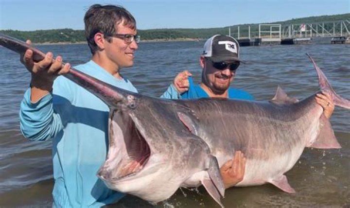 Exploring Paddlefish In The Heart Of The Ozarks