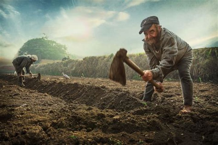 Diligent Farmers: The Unsung Heroes Toiling Tirelessly