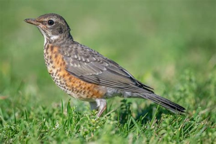Stunning Female Robin Photos | Gallery Of Female Robin Images