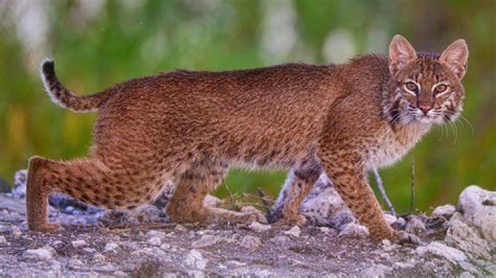 Discover The Beauty Of Florida Lynxes: A Visual Guide