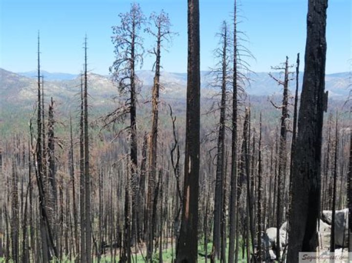 Hiking To The Majestic Freeman Creek Grove: A Verdant Oasis
