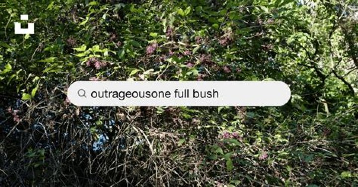 Pics Of Full, Lush Bushes: Explore The Wild Beauty