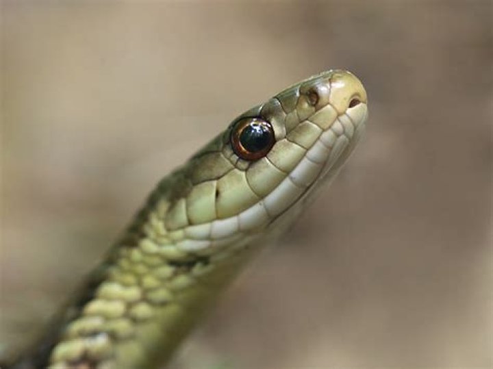 Enchanting Garter Snake Eyes: A Captivating Sight