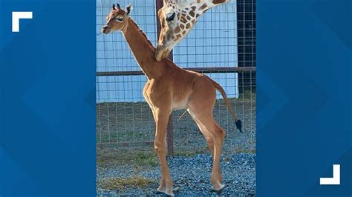 Elite Giraffe Breeders: Nurturing Gentle Giants