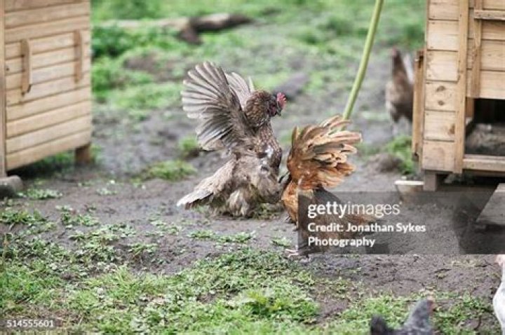 The Ultimate Guide To Understanding And Preventing Hen Aggression