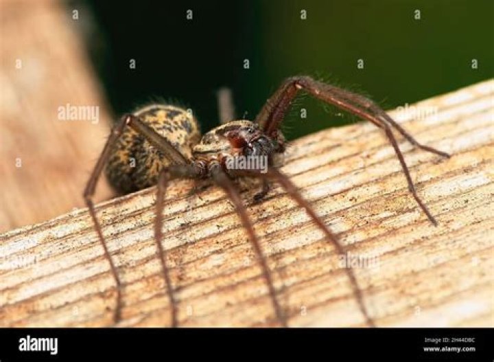 Understanding The Life Cycle Of A House Spider: Pregnancy And Beyond