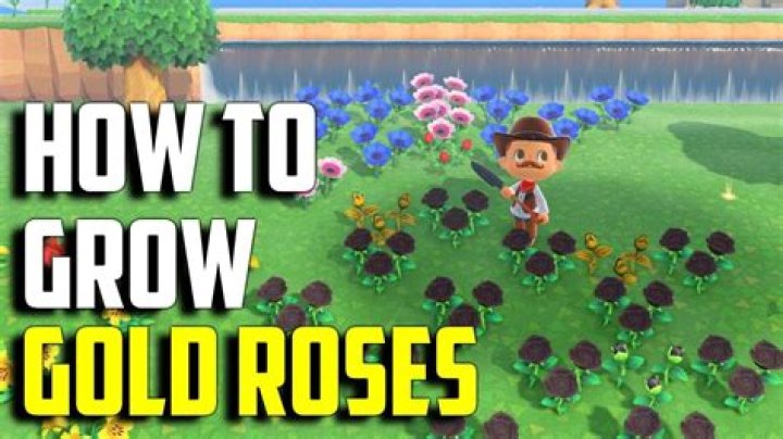 A Golden Guide: Unlocking Gold Roses In Animal Crossing