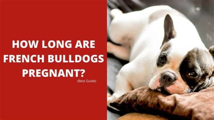 Understanding The Pregnancy Duration Of French Bulldogs