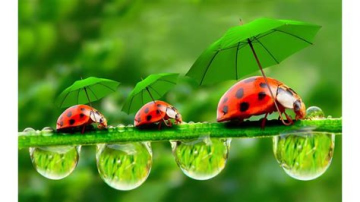 Creative Ladybug Backgrounds: Enhance Your Designs