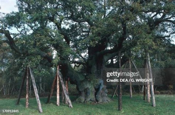 Discover The Enchanting Major Oak In Photo Form