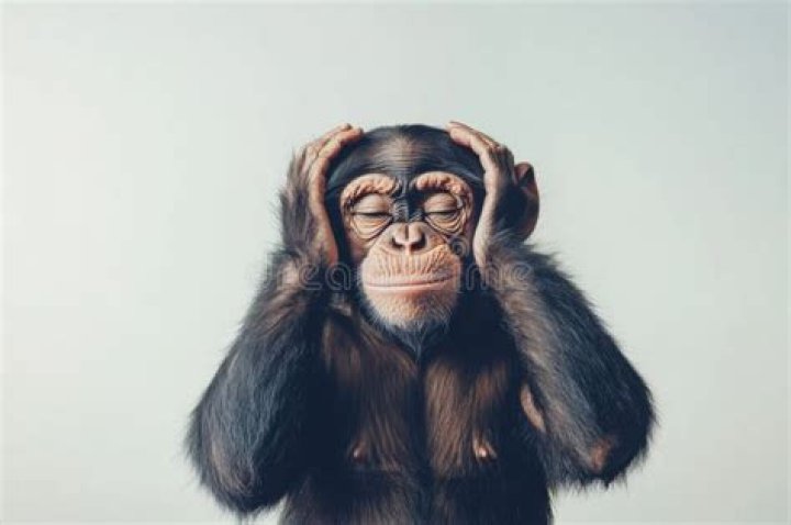 Monkey Plugs Ears, Blocks Out The Noise