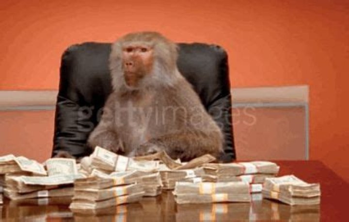 The Ultimate Guide To Monkey Counting Money