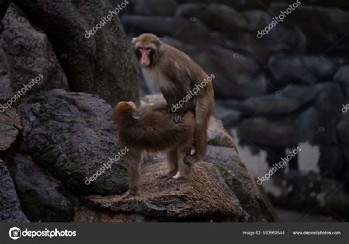 Close-Up Observations Of Monkey Mating Rituals