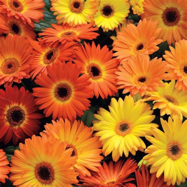 Discover The Enchanting World Of Orange Yellow Daisies