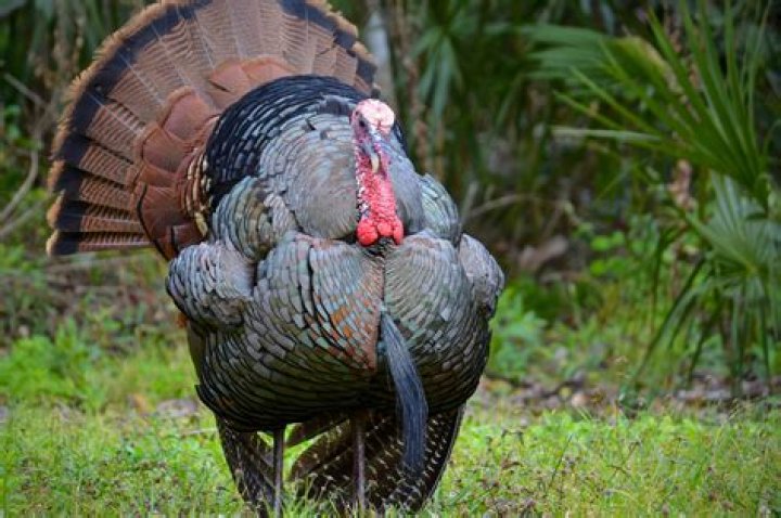 Picturesque Osceola Turkeys