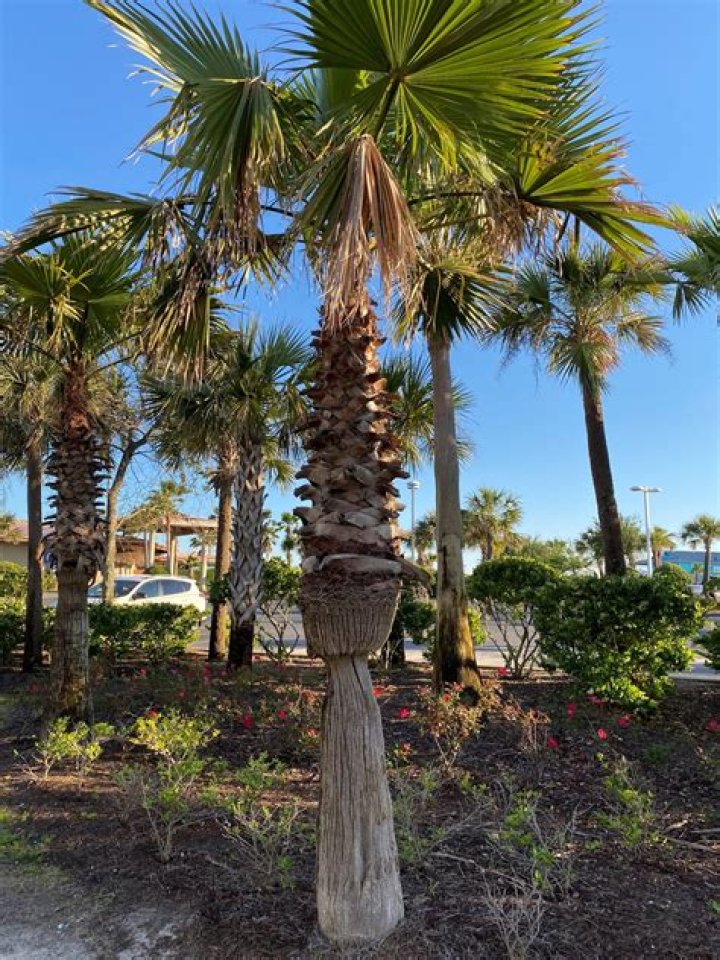 Unlocking The Potential Of Palm Trunks For Sustainable Solutions