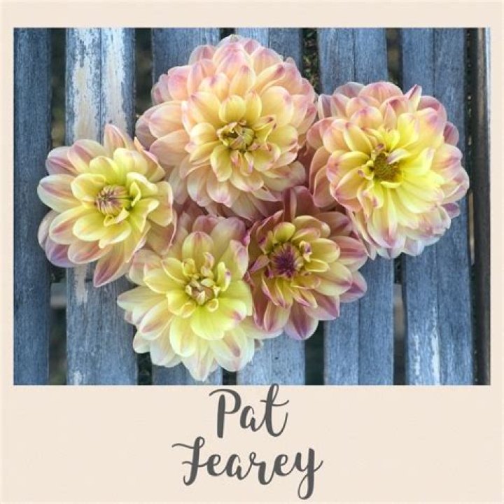 Best Tips About Pat Feary Dahlia You'll Ever Read