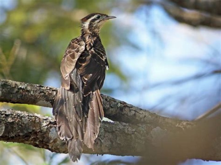 Pheasant Cuckoo: A Unique Bird With Distinct Features And Behavior