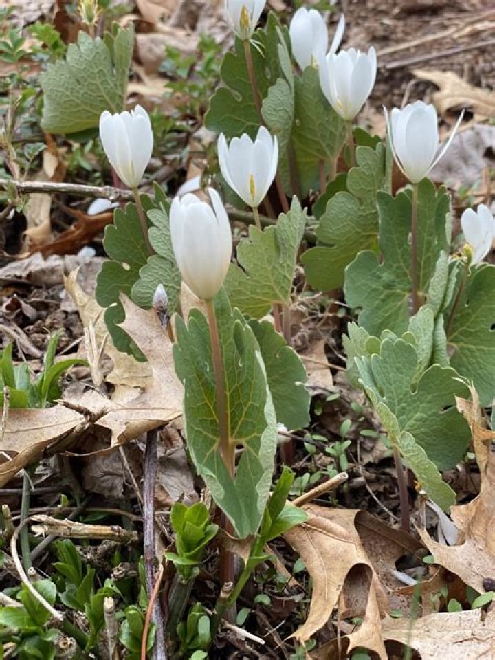 Stunning Photos Of Bloodroot Flowers