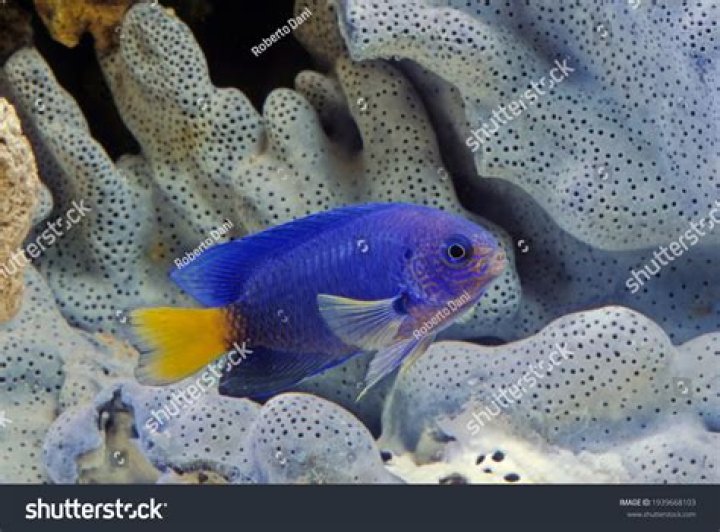 Stunning Pictures Of Damselfish: Dive Into Their Underwater World