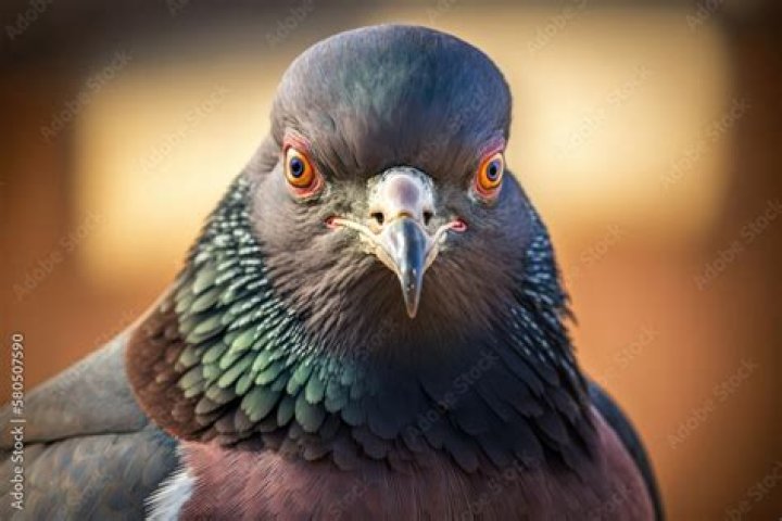 Stunning Close-Up Photographs Of Majestic Pigeons