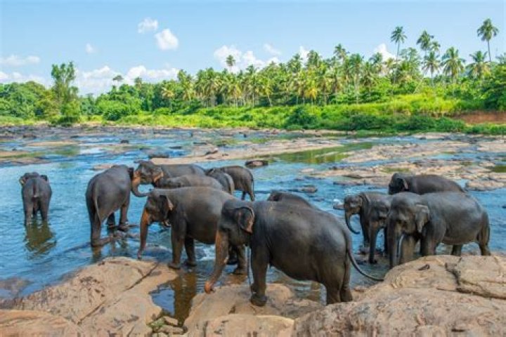 A Comprehensive Guide To Pinnawala Elephant Orphanage In Sri Lanka