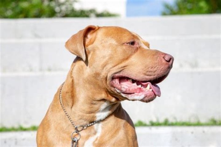 The Ultimate Guide To The Pitbull Mastiff Mix: Characteristics, Temperament, And Care