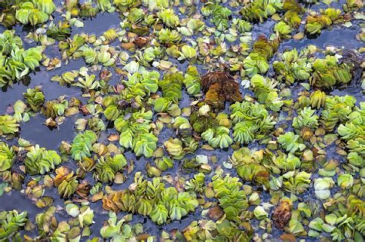 Port Of Bistineau: Your Gateway To Inland Waterways