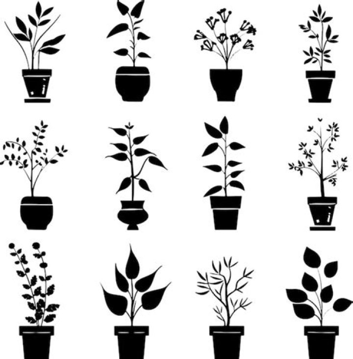 Stunning Pot Plant Silhouette: Elevate Your Home Decor