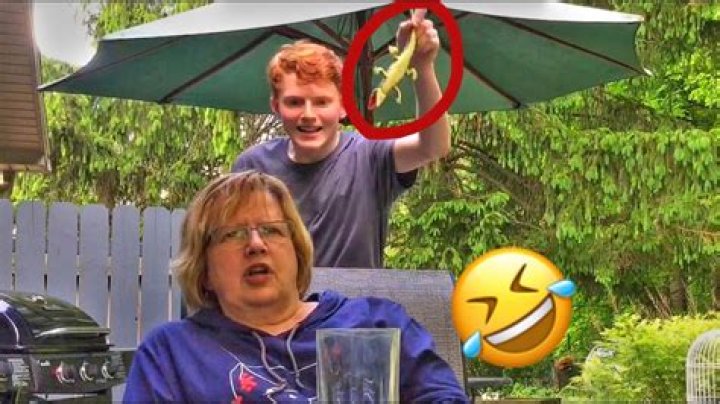 The Hilarious Antics Of Animal Pranksters: Get Ready For A Crazy Adventure