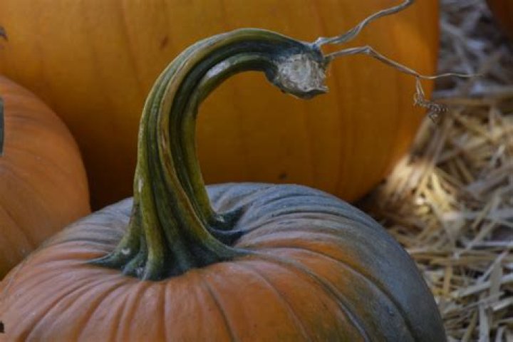 Unlock Creative Pumpkin Stem Images