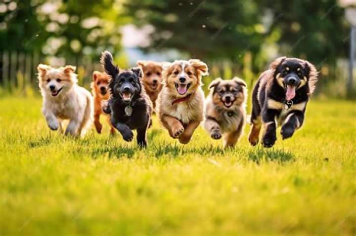 Adorable Pictures Of Pups At Play