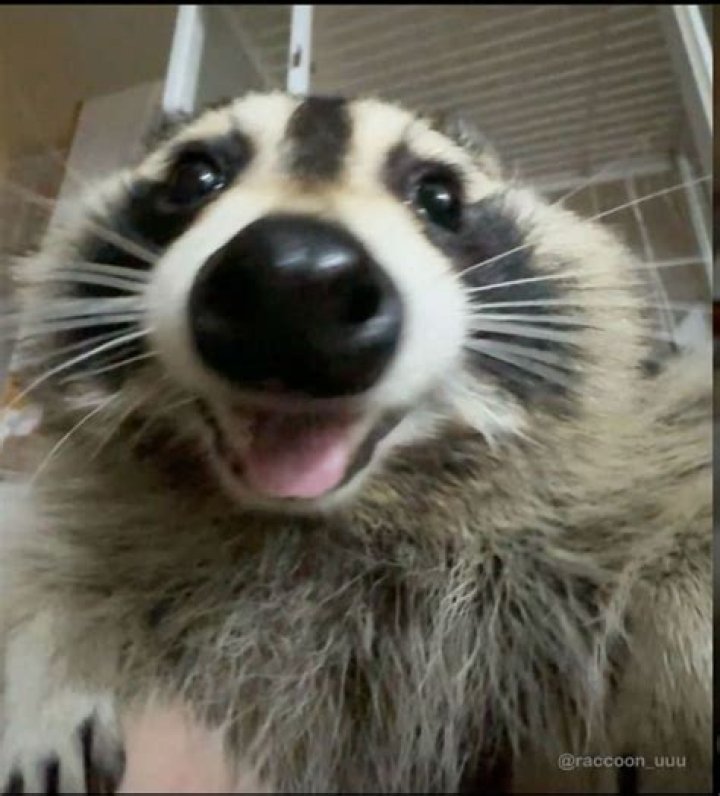 Charming Raccoon Profile Picture For Social Media